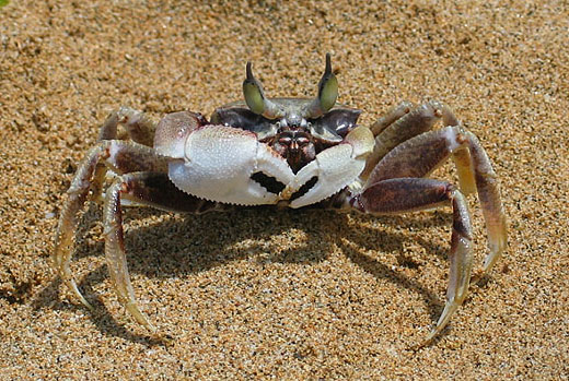 Crab as Budda