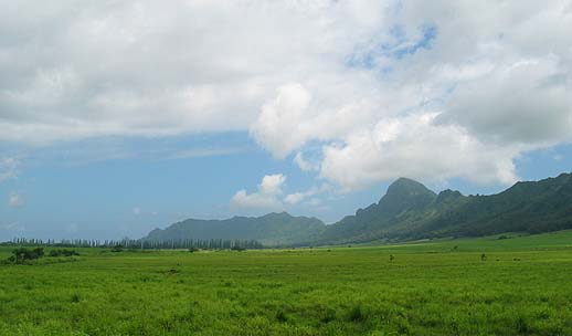 Grove Farms Cane Fields