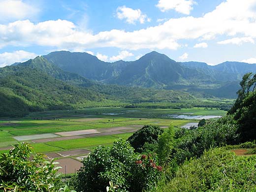 The Hanalei Valley Taro Fields