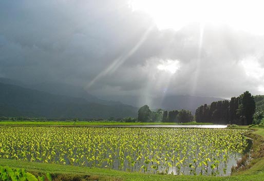 Taro Fields