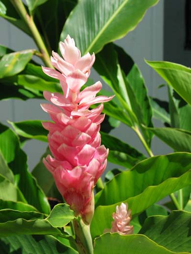 Torch Ginger