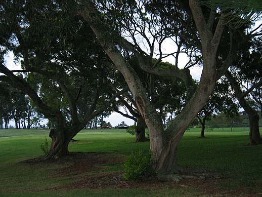 Trees in Princeville