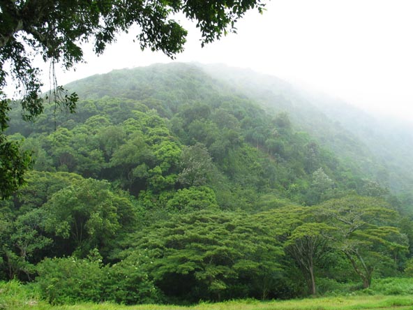 Waipio hillside